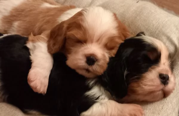 cavalier king charles spaniel con pedigree ENCI | Foto 5