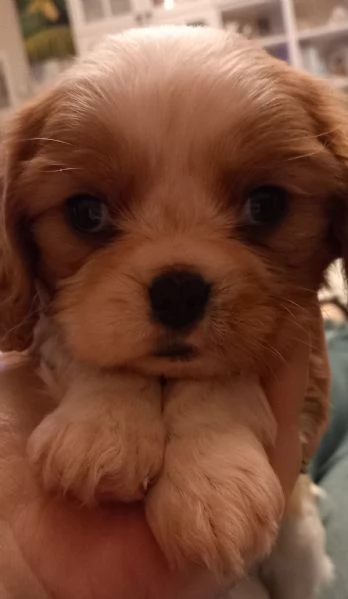 cavalier king charles spaniel con pedigree ENCI