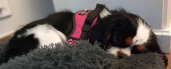 cavalier king charles spaniel con pedigree ENCI | Foto 4