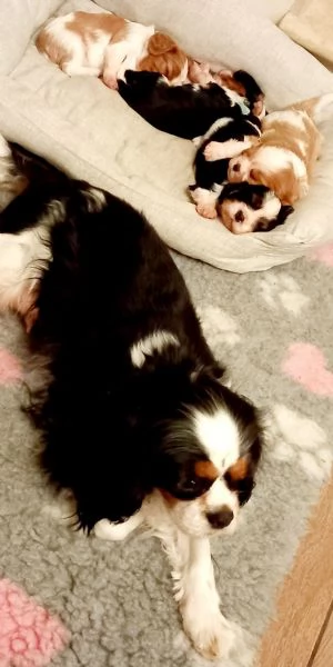 cavalier king charles spaniel con pedigree ENCI | Foto 3