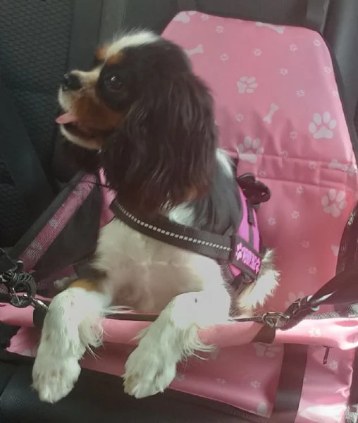 cavalier king charles spaniel con pedigree ENCI | Foto 2