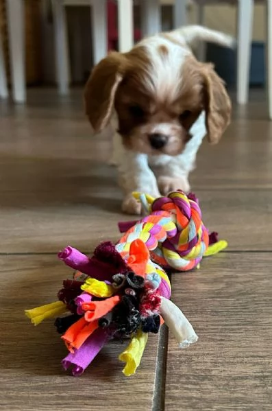 cavalier king charles spaniel con pedigree ENCI | Foto 1