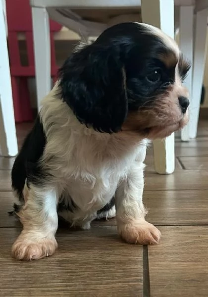 cavalier king charles spaniel con pedigree ENCI | Foto 0