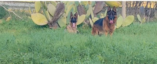 Pastore tedesco  | Foto 6