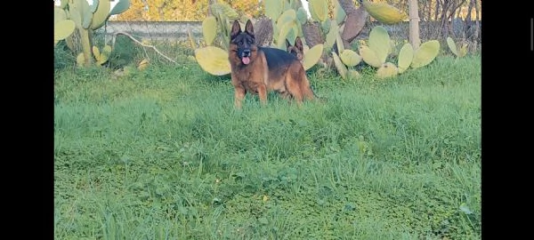 Pastore tedesco  | Foto 5