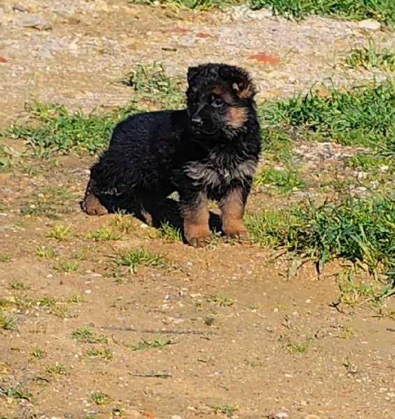 Pastore tedesco  | Foto 4