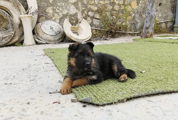 Pastore tedesco  | Foto 3