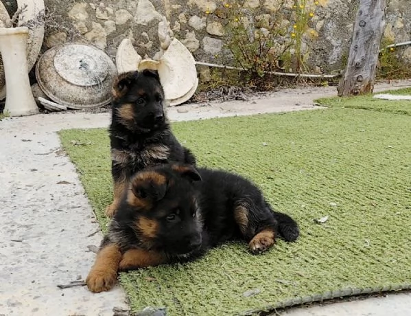 Pastore tedesco  | Foto 2