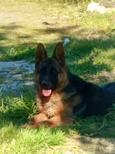 Pastore tedesco  | Foto 1