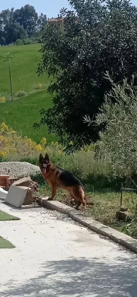 Pastore tedesco  | Foto 0