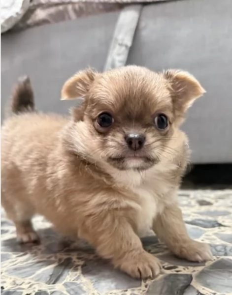 cuccioli di chihuahua Toy maschi e femmine per adozione