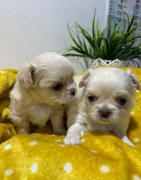 cuccioli di chihuahua Toy maschi e femmine per adozione | Foto 3