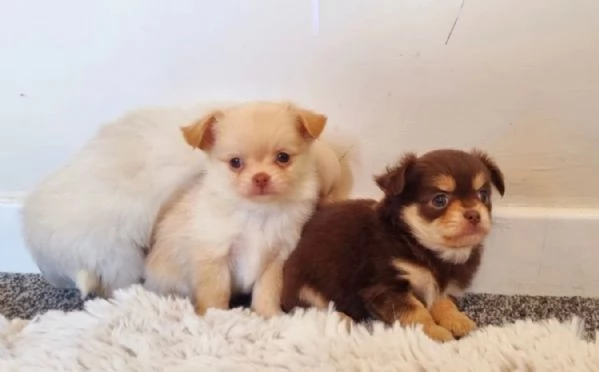 cuccioli di chihuahua Toy maschi e femmine per adozione