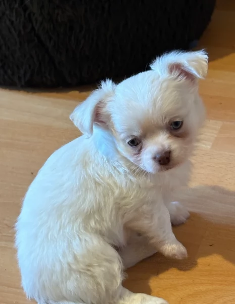 cuccioli di chihuahua Toy maschi e femmine per adozione | Foto 2