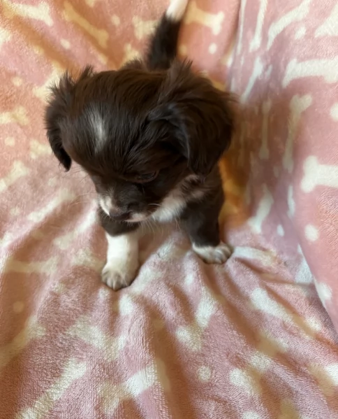 cuccioli di chihuahua Toy maschi e femmine per adozione | Foto 0