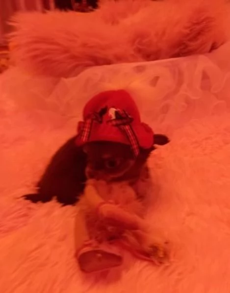 cuccioli di chihuahua Toy maschi e femmine per adozione | Foto 6