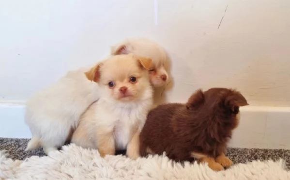 cuccioli di chihuahua Toy maschi e femmine per adozione | Foto 4