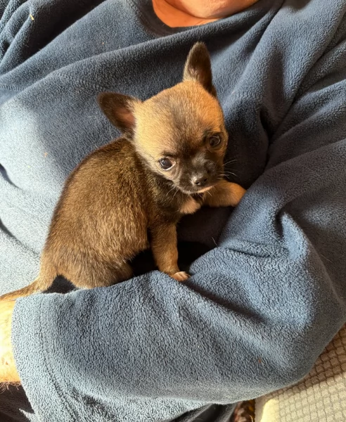 cuccioli di chihuahua Toy maschi e femmine per adozione | Foto 1