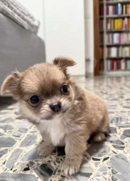 cuccioli di chihuahua Toy maschi e femmine per adozione | Foto 6