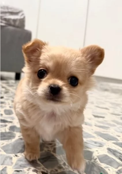 cuccioli di chihuahua Toy maschi e femmine per adozione | Foto 2