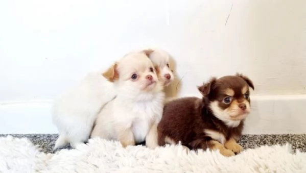 cuccioli di chihuahua Toy maschi e femmine per adozione