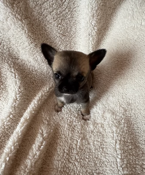 cuccioli di chihuahua Toy maschi e femmine per adozione | Foto 1