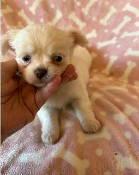 cuccioli di chihuahua Toy maschi e femmine per adozione | Foto 1