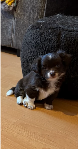 cuccioli di chihuahua Toy maschi e femmine per adozione