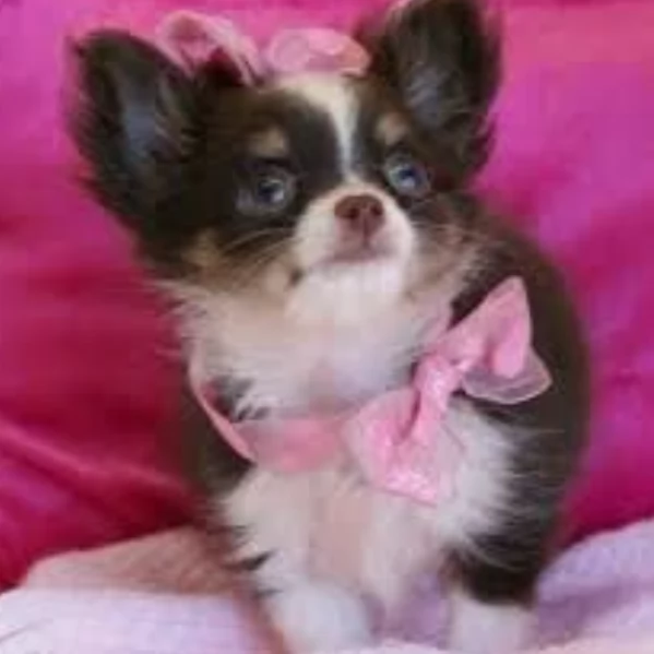 cuccioli di chihuahua Toy maschi e femmine per adozione | Foto 1