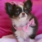 cuccioli di chihuahua Toy maschi e femmine per adozione | Foto 0