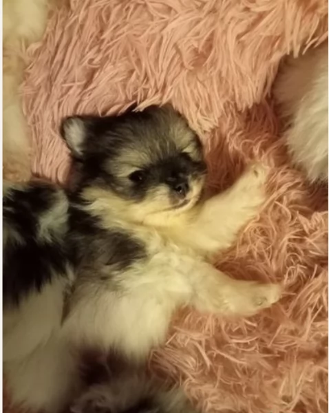 per adozione regalo Volpino Pomerania da privato | Foto 1