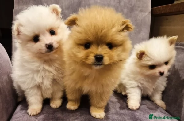 per adozione regalo Volpino Pomerania da privato