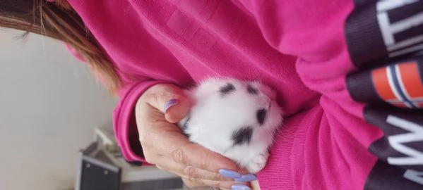 Vendita coniglietti | Foto 4