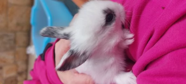 Vendita coniglietti | Foto 3