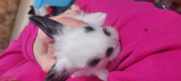 Vendita coniglietti | Foto 2