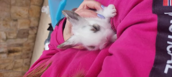 Vendita coniglietti | Foto 1