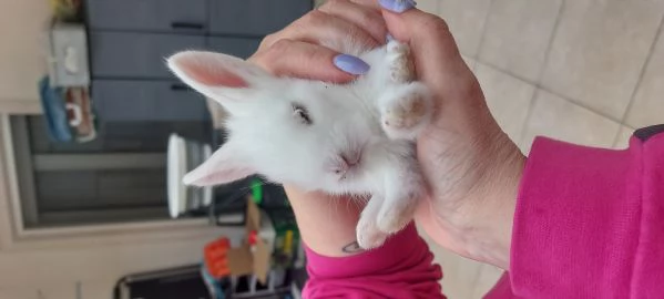 Vendita coniglietti | Foto 0