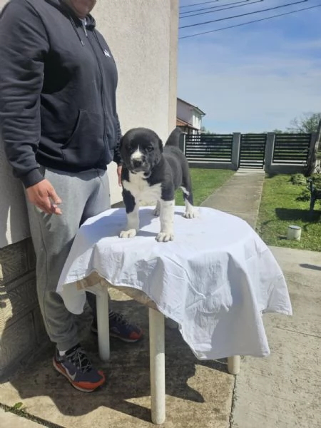 Pastore asia centrale Cuccioli | Foto 6