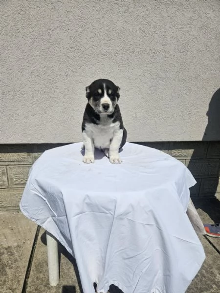 Pastore asia centrale Cuccioli | Foto 4