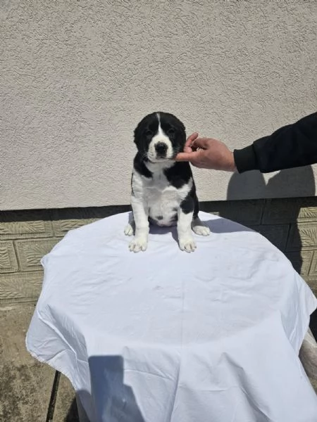 Pastore asia centrale Cuccioli