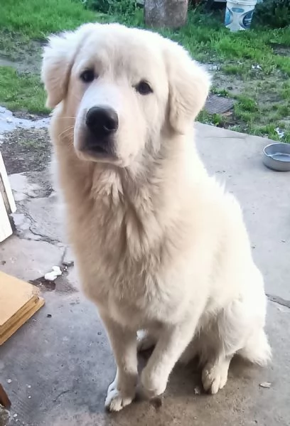 Regalo cane maremmano 