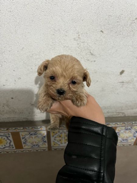 cuccioli di maltipo toy piccoli e nati in casa | Foto 0