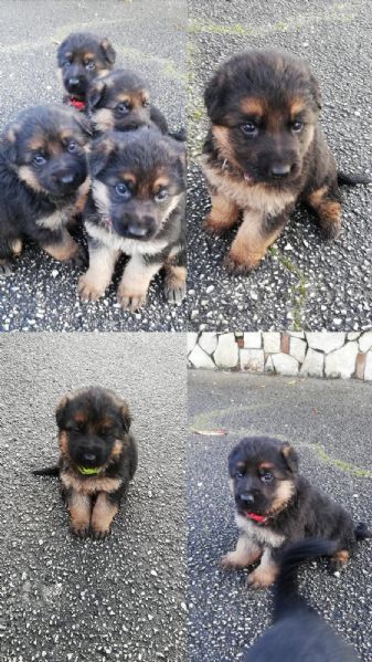 cuccioli sia di pastore tedesco e sia di rottweiler | Foto 1
