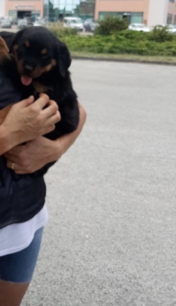cuccioli sia di pastore tedesco e sia di rottweiler | Foto 0