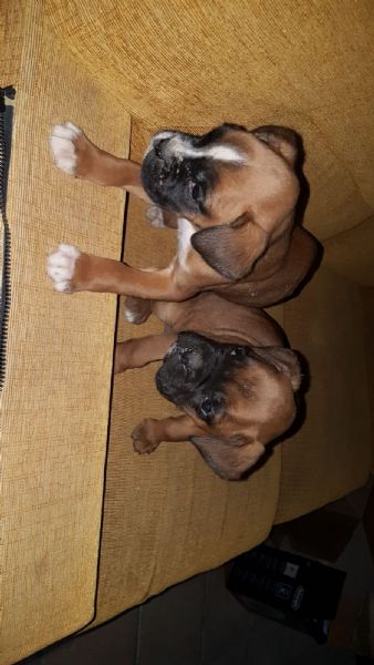cuccioli sia di boxer e sia di beagle | Foto 2