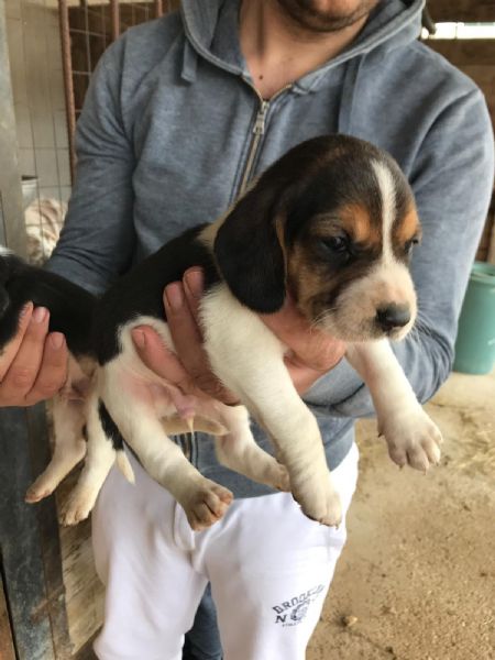 cuccioli sia di boxer e sia di beagle | Foto 1