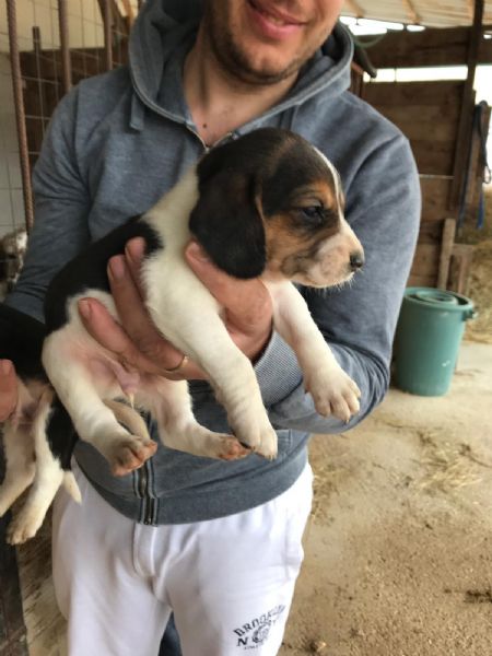 cuccioli sia di boxer e sia di beagle | Foto 0