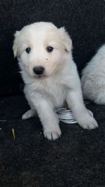 cuccioli di pastore maremmano stupendi | Foto 0
