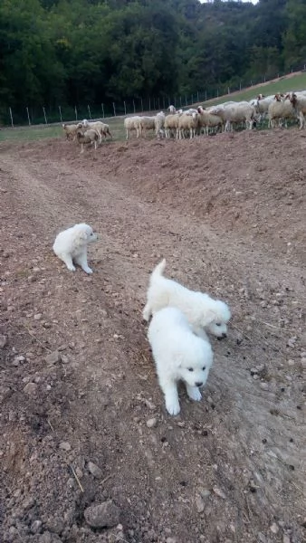 cuccioli di pastore maremmano stupendi