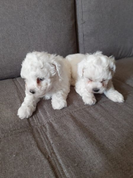 cuccioli sia di bichon frisè e sia di bolognese toy | Foto 0